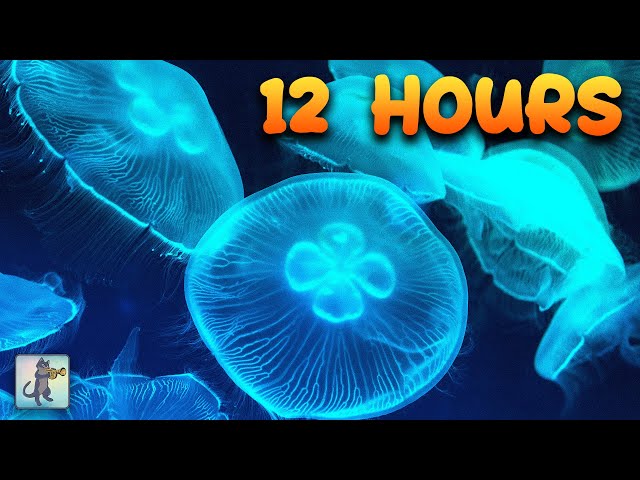 Jellyfish Aquarium Collection ~ Relaxing Music for Sleep, Study, Meditation & Yoga • Screensaver