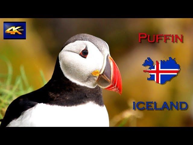 Puffin - Sea parrot.  Iceland symbol  4K