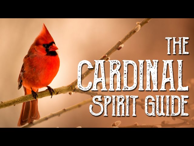 Cardinal Spirit Guide - Ask the Spirit Guides Oracle - Totem Animal, Power Animal - Magical Crafting