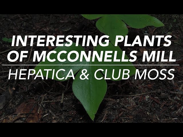 Interesting Plants Of McConnells Mill — Hepatica & Club Moss