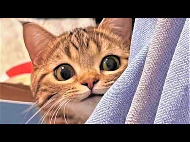 Best Funny cat videos 2023😸 Funny animal videos of Summer 2023