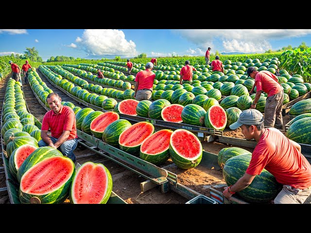 How American Farmers Produce Tons of Watermelon Every Year | Watermelon Farm