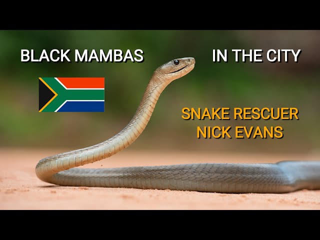 Deadly venomous Black mambas in the city, snake rescuer Nick Evans talks about his job