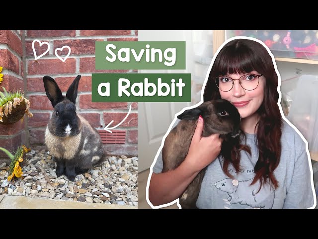 Saving a Rabbit from being fox food