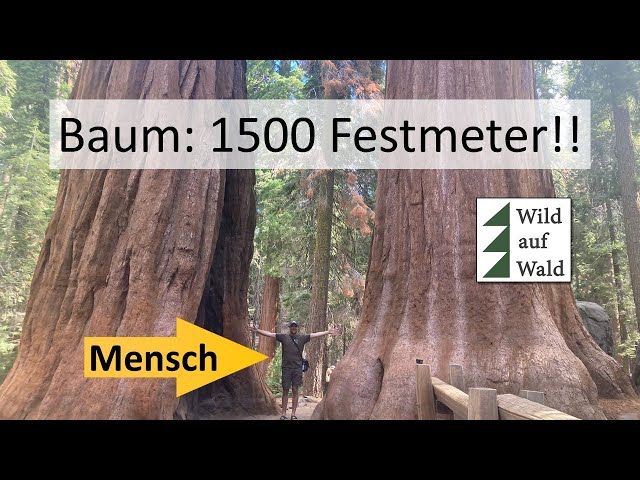 🌲GIGA: Der größte Baum der Welt - 1.500 Festmeter, das musst du sehen! #wildaufwald