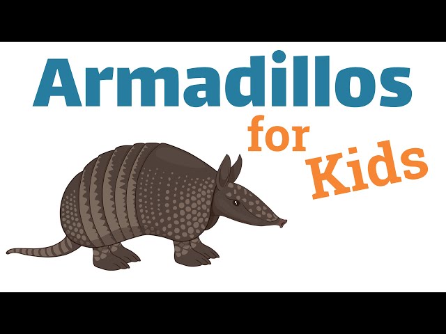 Armadillos for Kids