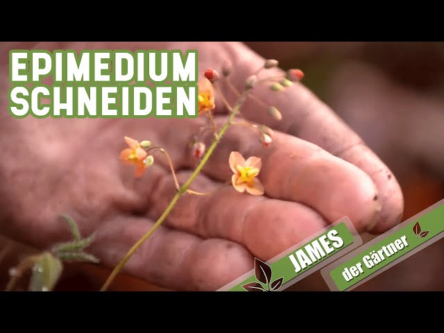 Staudenschnitt bei Elfenblumen – so entfernt man altes Laub beim Epimedium | James der Gärtner