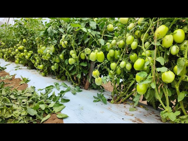 गर्मियों में टमाटर की खेती | अप्रैल मई में टमाटर की खेती | Tamatar ki kheti 2024 | Tomato farming