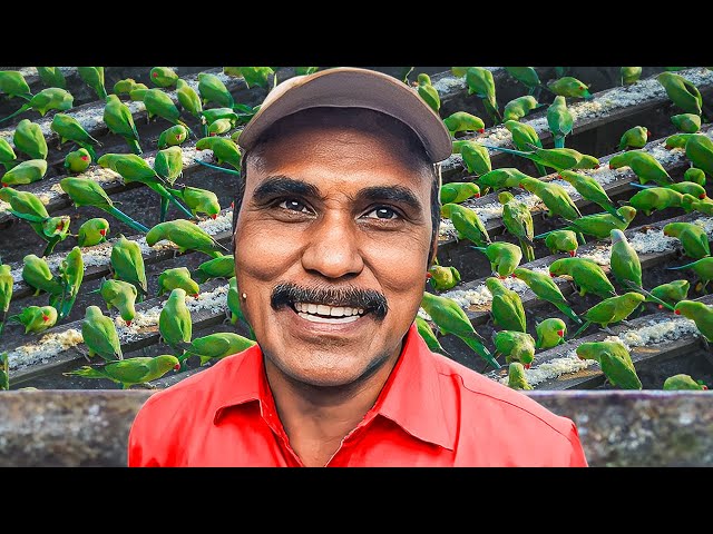 He Feeds 6,000 Birds Every Morning (Amazing Story)