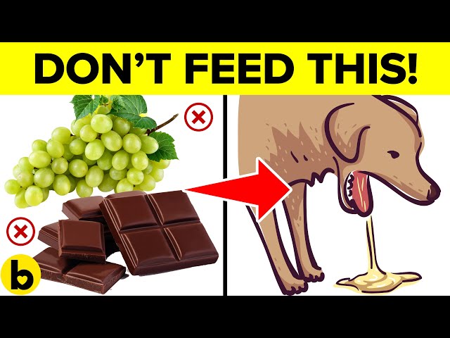 9 COMMON Foods That Will Kill Your Dog! - Keep These Away ⚠️