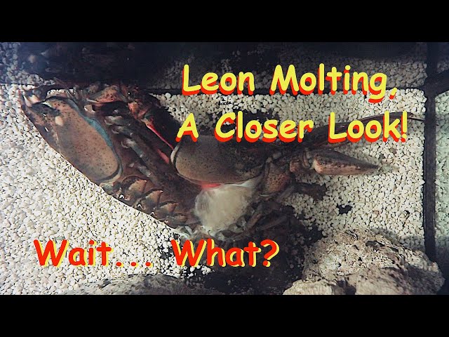 Leon the Lobster molting - What's Actually Going On?