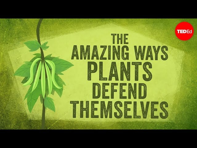 The amazing ways plants defend themselves - Valentin Hammoudi