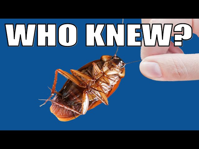 Cockroaches - What You've Been Told is Totally Wrong