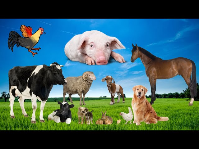 Sounds of farm animals: cow, chicken, buffalo, sheep, goat, duck - Animal sounds