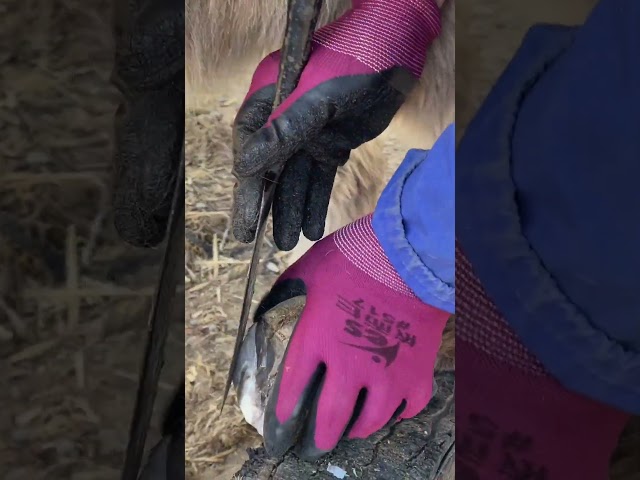 Satisfying - ASMR - Cut off the dirt from the donkey's hoof#shorts