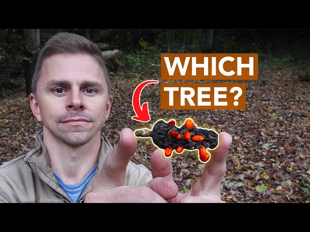 Identifying Trees Without Looking Up