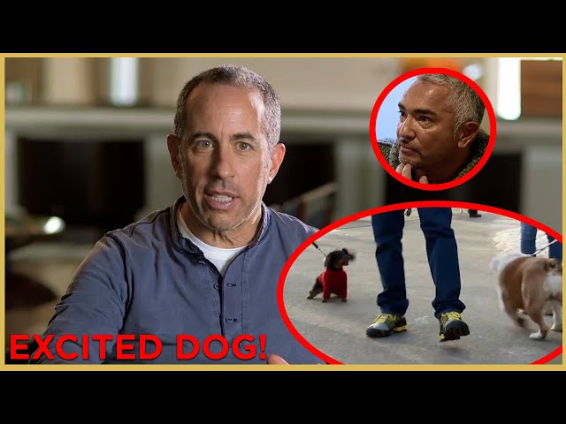 Can Jerry Seinfeld Walk His Overly Excited Dog? Part 2 | Cesar911 Shorts