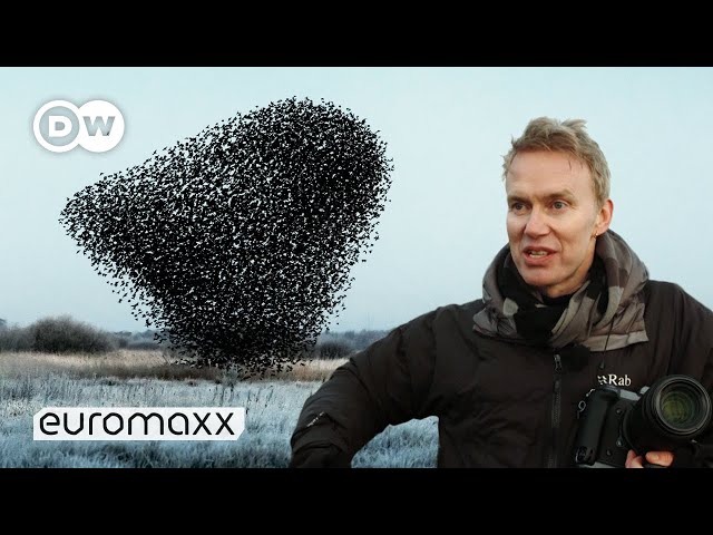 Photographers Søren Solkær's Incredibly Beautiful Starling Murmurations