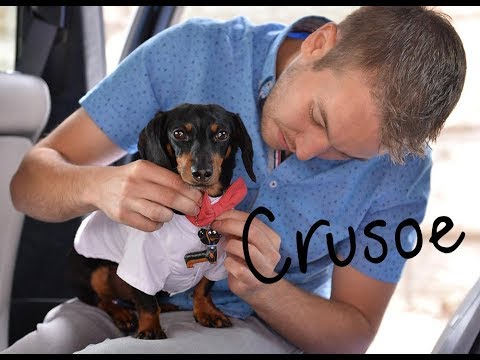 Crusoe the Celebrity Dachshund - Wiener Dog Extraordinaire!
