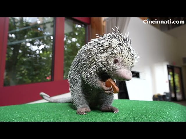Rico the Cincinnati Zoo porcupine is going viral for his adorable snacking