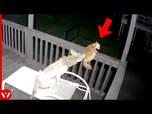 Look How This Coyote Paid Full Price When It Attacked Cat