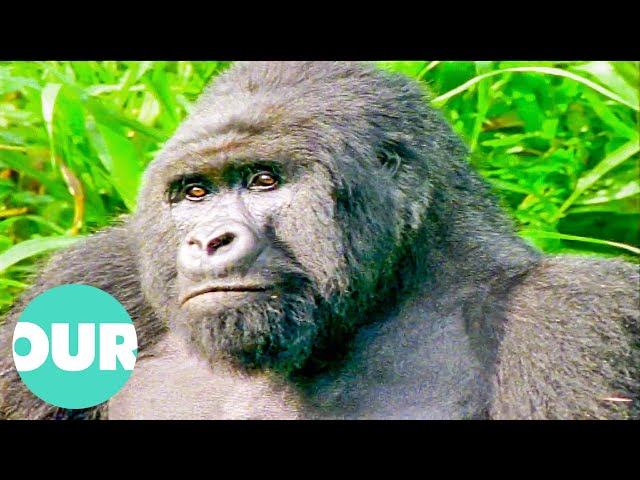 This Movie About Gorillas In Zaire took SEVEN Years To Make (Incredible Story) | Our World