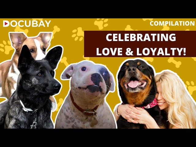 Join Us To Celebrate The Bond We Share With Our Furry Friends On International Dog Day.