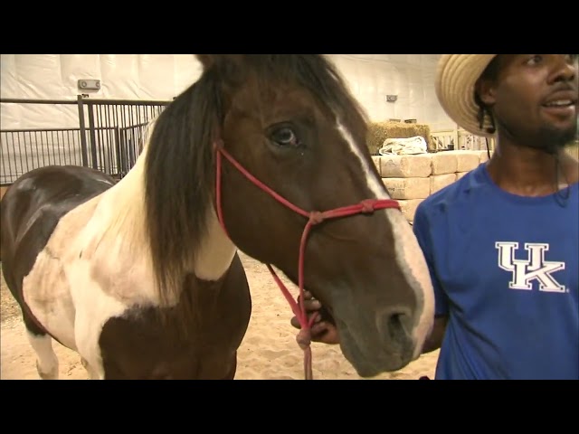 Chicago agricultural magnet school introduces new horses for therapeutic riding program
