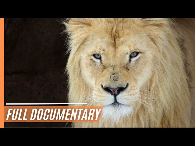 White Lions - Fight for Survival | Full Documentary