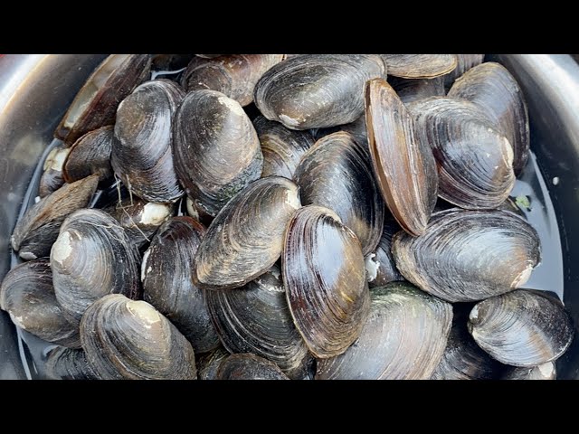 How to eat big shell #volger