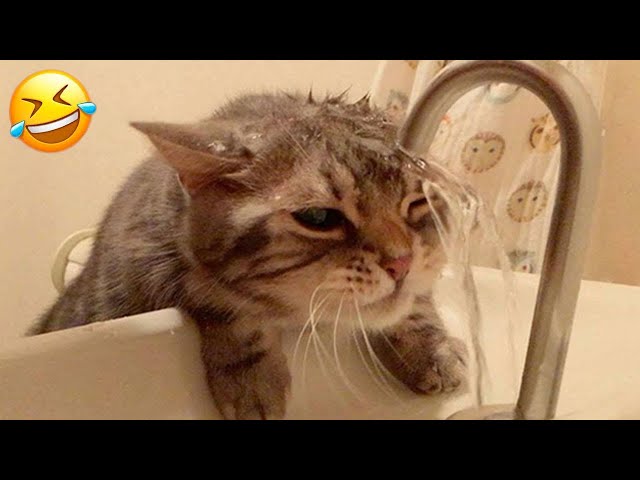 New Funny Animals 🤩 Funniest Cats and Dogs Videos 😸🐶 Part 16