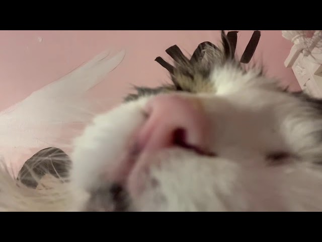 Cat snoring (HD)