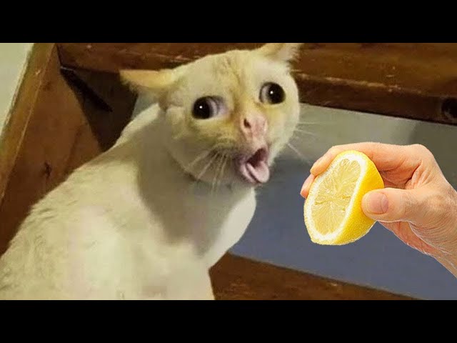 New Funny Dogs And Cats Videos 😅 - Funniest Animals Videos 2023😇