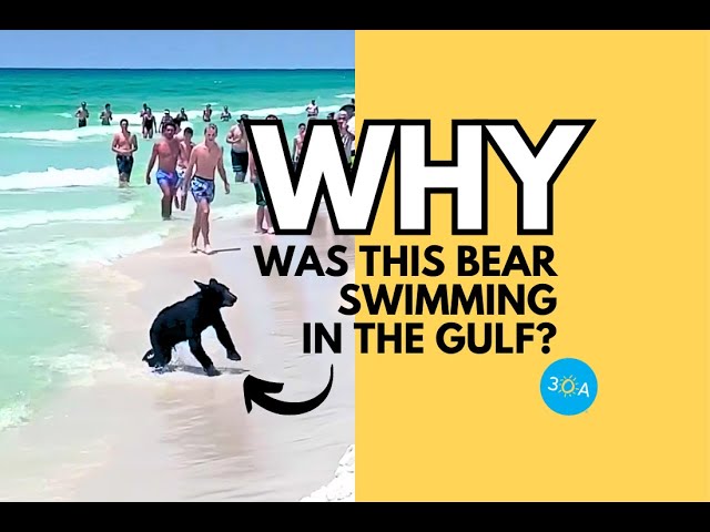 Florida Black Bear Took a Dip in the Gulf of Mexico?!!