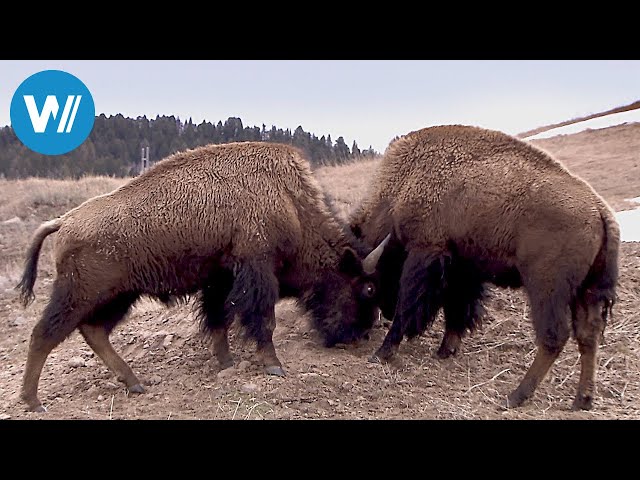 Bisons, die sanften Riesen von Montana (360° - GEO Reportage)