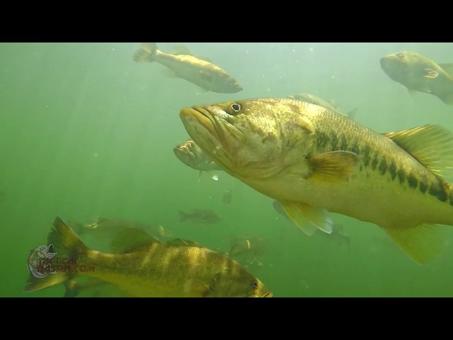 Craziest Underwater Bass Fishing Footage EVER! Whopper Plopper, Swimbait, Jerkbait, Fluke, Topwater