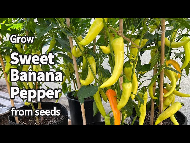 How to Grow Sweet Banana Peppers from Seed in Containers | Easy planting guide