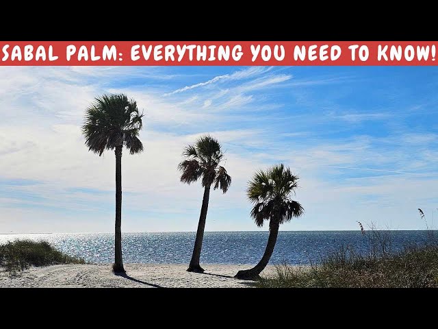 Cabbage Palm/Sabal Palmetto/Sable Palm: Everything you need to know about this AMAZING palm!