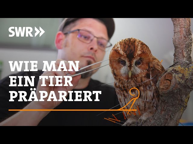 How to taxidermy an animal | SWR Craftsmanship