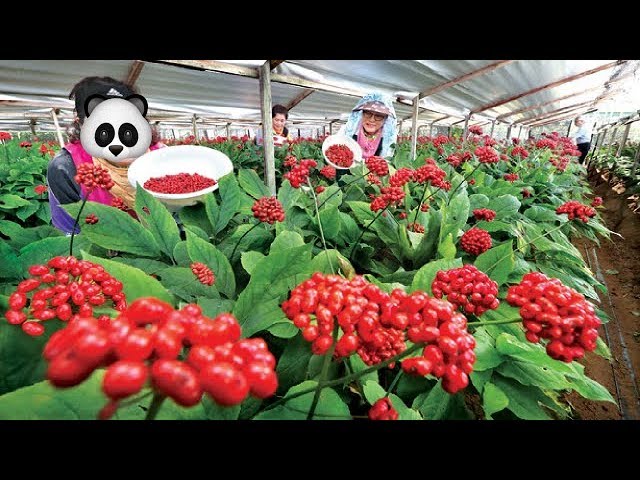 Asia Ginseng Farming and Harvesting - Amazing Korea Agriculture Farm