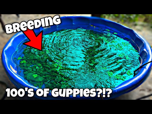 Breeding 100's of Guppies in Pool Pond?!?