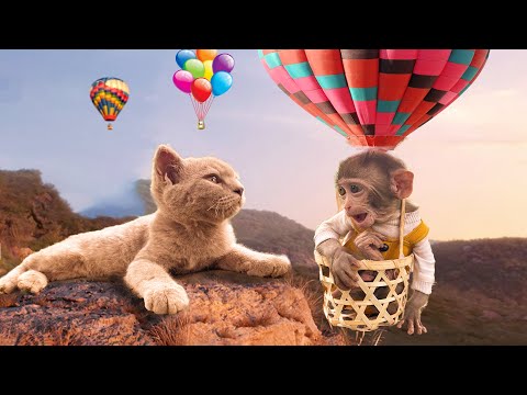 Animals Home Monkey baby Bin Bin on balloons helps Little Cat fruit farm so cute