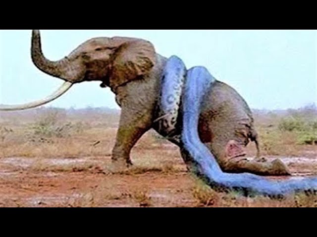 7 Animals That Can Kill an Elephant