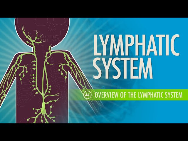 Lymphatic System: Crash Course Anatomy & Physiology #44