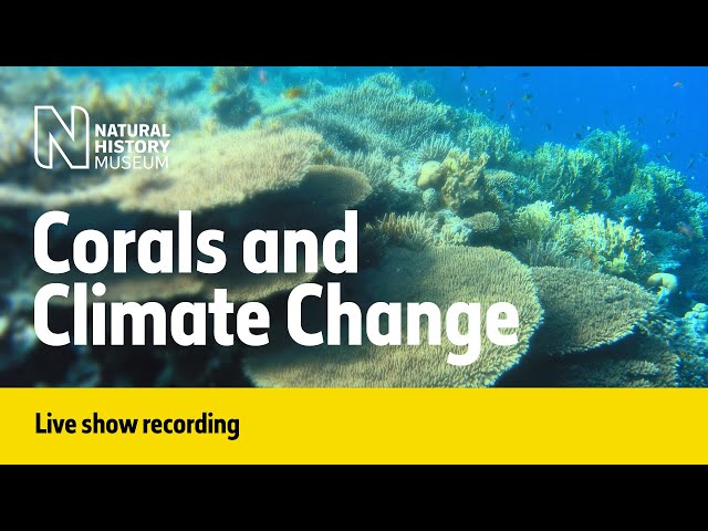 Corals and Climate Change | Live Talk with NHM Scientist