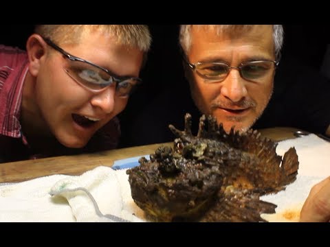 Milking the WORLD'S MOST VENOMOUS FISH! - Smarter Every Day 117