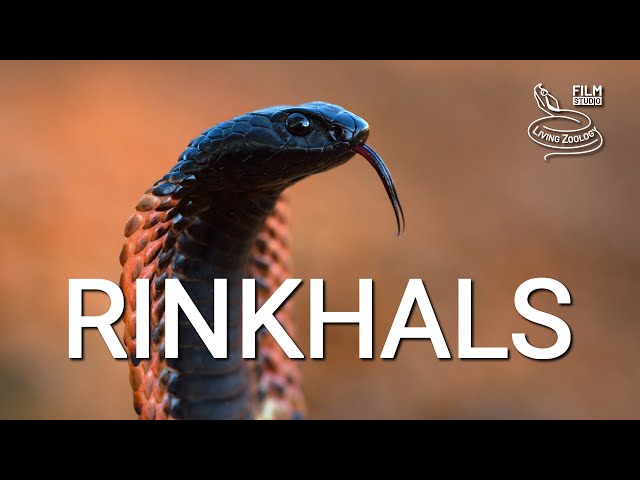 Venomous Rinkhals or Ring-necked spitting cobra, not a true cobra