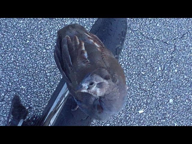 Quail? / Unusual Bird Encounter - El Rio Trail, Boca Raton, FL