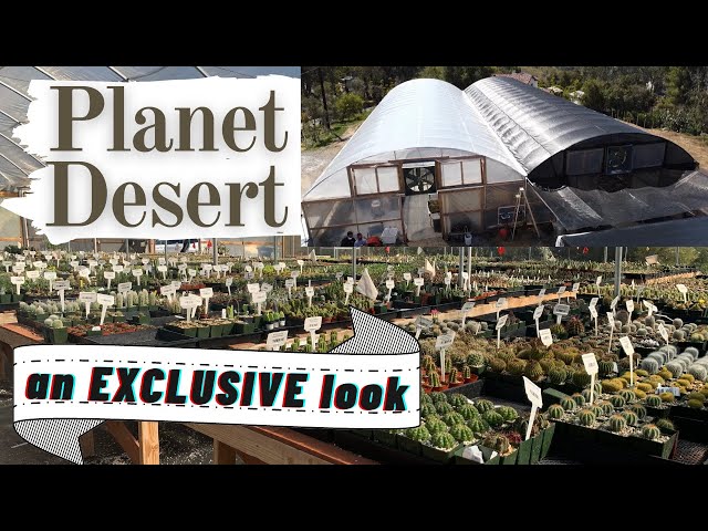 A Look inside Planet Desert Nursery (part 1) | HUGE Selection of Cactus and Succulents