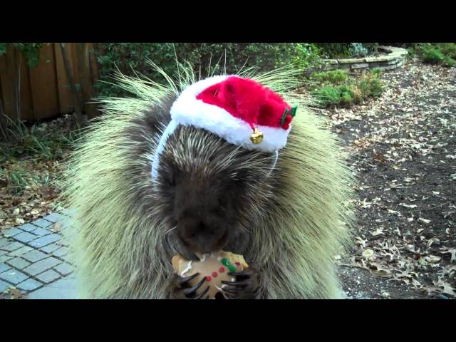 Teddy, the talking porcupine, wishes you a Merry Christmas!